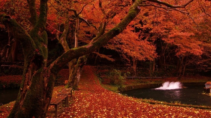 pond, autumn, foliage