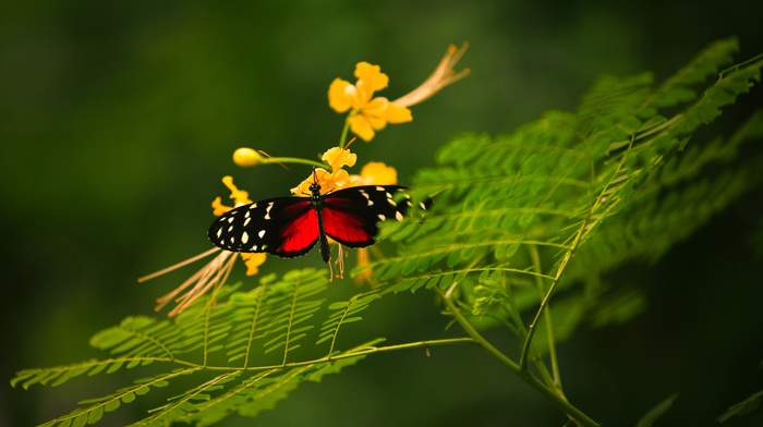 butterfly, macro, flower