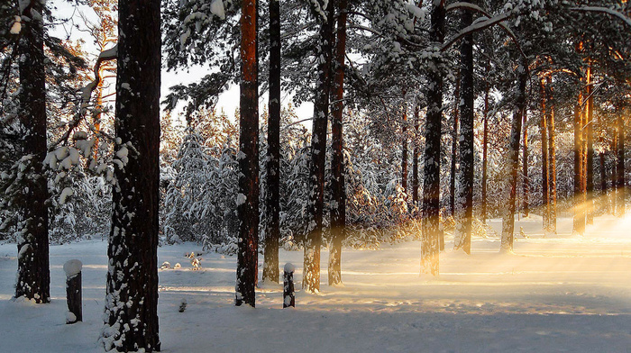 forest, rays, morning, dawn, nature, winter, snow