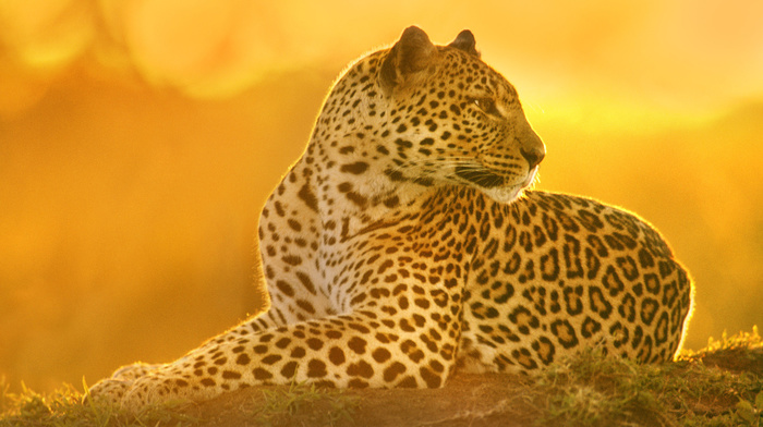 leopard, stunner