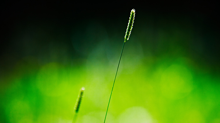 green, background, macro, grass