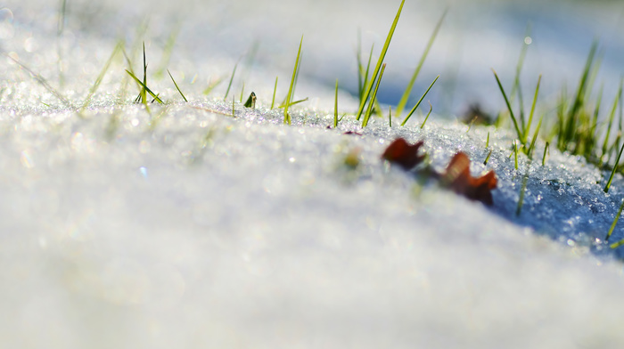 grass, macro, nature, snow, spring