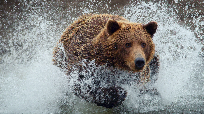 bear, animals, drops, splash