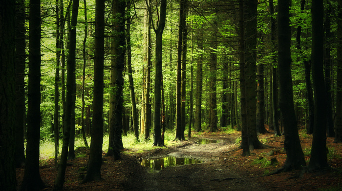 runway, forest, nature