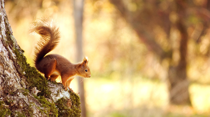 squirrel, animals, nature, forest, light, bokeh, tree