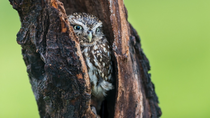 animals, nature, tree, background, owl