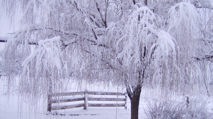 winter, twigs, snow, fence, tree