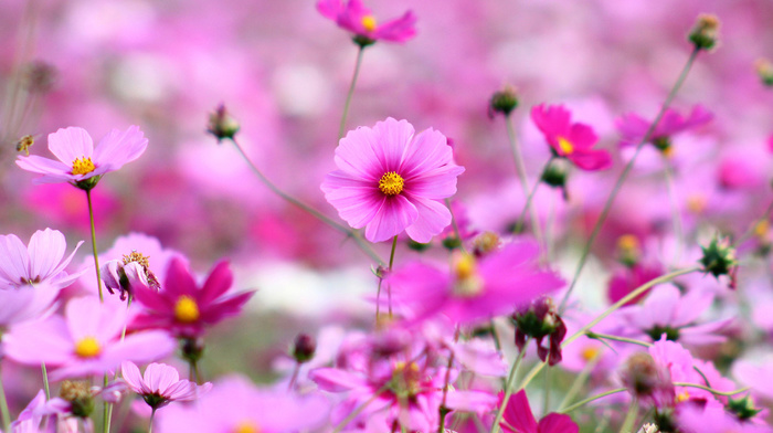 petals, grass, flowers