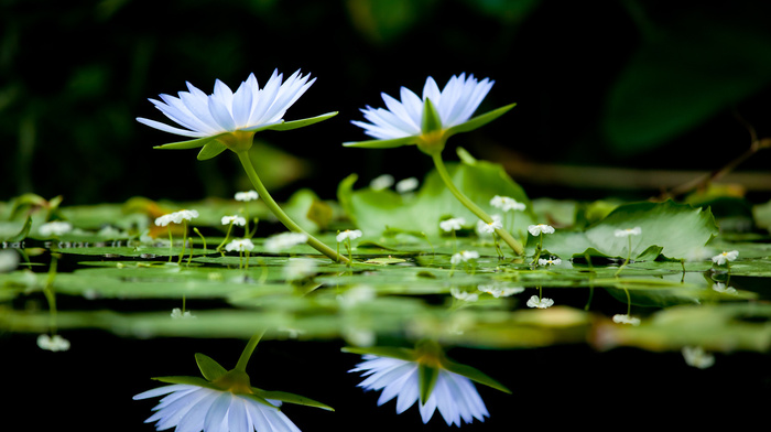 background, black, color, lake, flowers