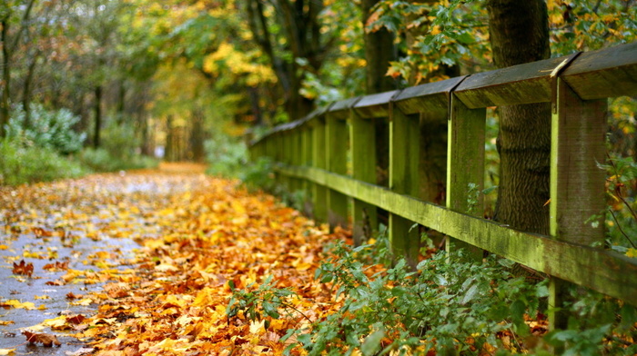 autumn, leaves, fence, road