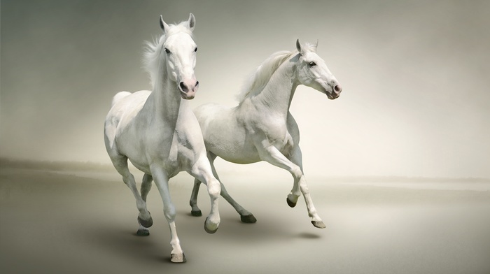 animals
