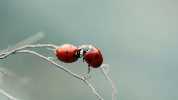 branch, macro