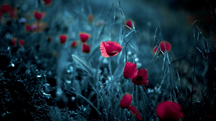 poppies, flowers, background