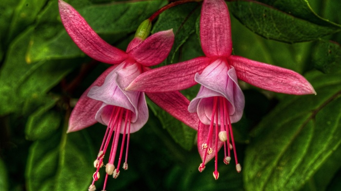 flowers