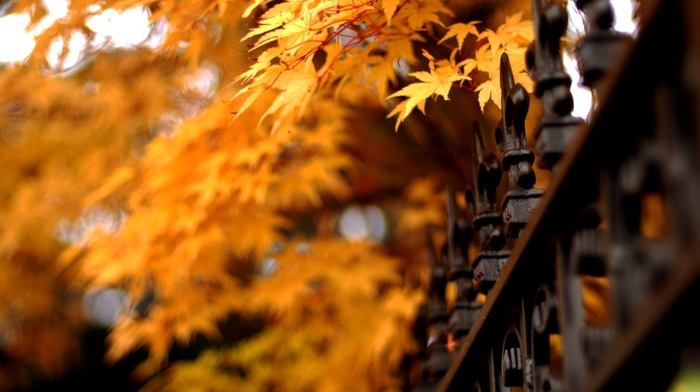 autumn, leaves, nature