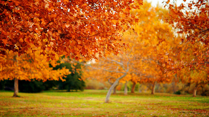 trees, macro, tree, autumn, nature