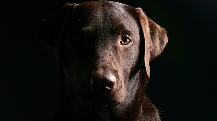 eyes, dog, animals, black background, muzzle