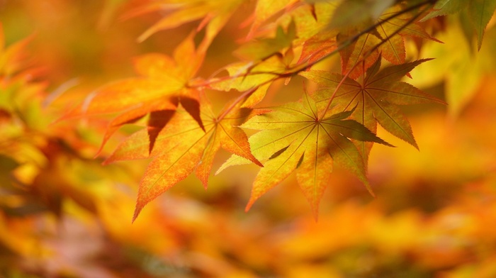 macro, leaves, autumn