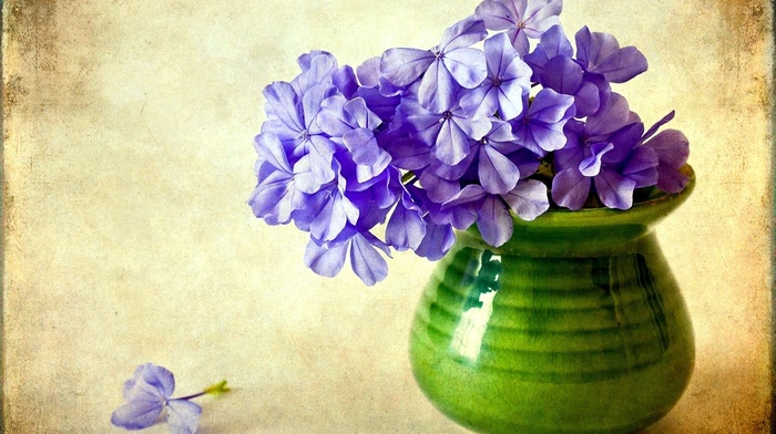 vase, flower, flowers, purple