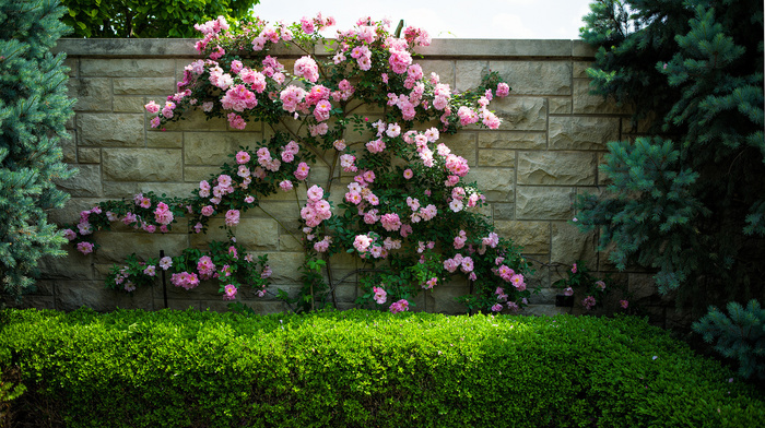 bushes, flowers, wall, nature, roses