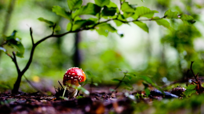 mushroom, forest, nature