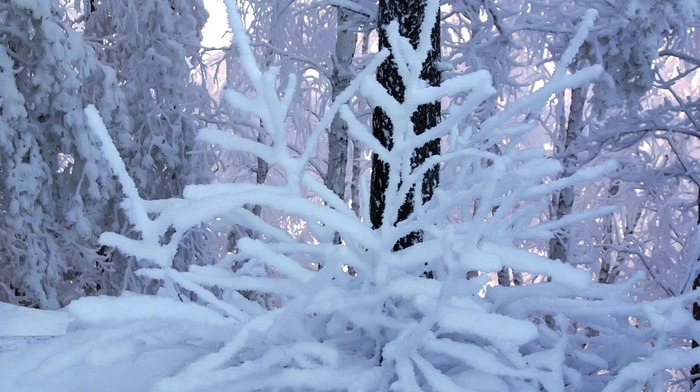 twigs, winter