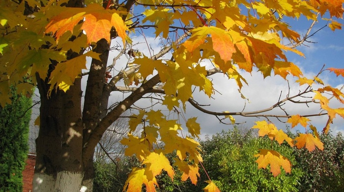 leaves, tree, autumn, yellow
