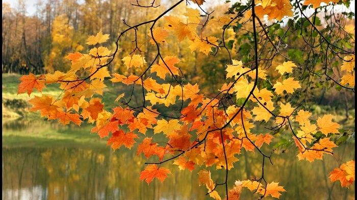 river, autumn, leaves