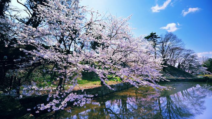 river, spring, trees