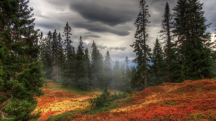 forest, mist, autumn, trees