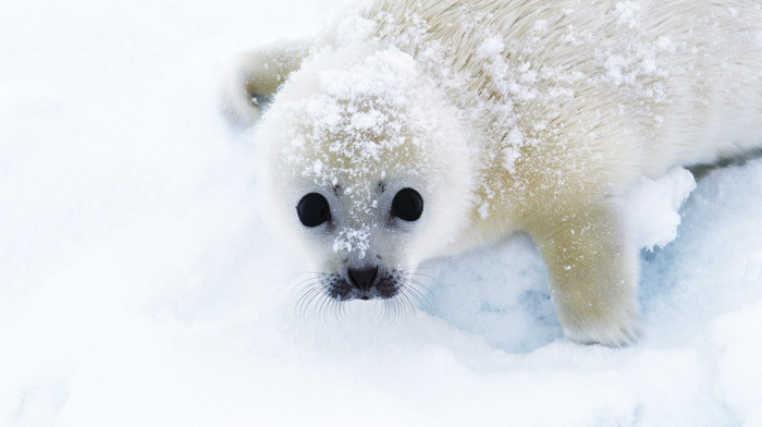 snow, animals