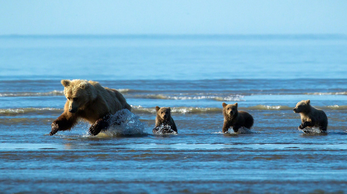 water, animals