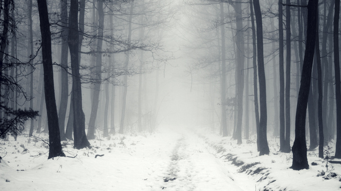 forest, mist, road, snow, winter