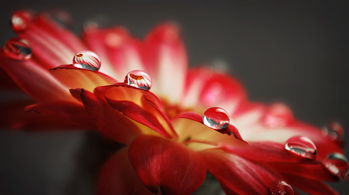 reflection, drops, flowers, petals