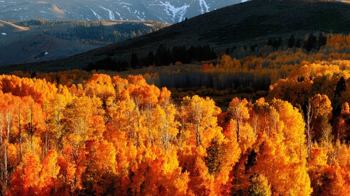 trees, landscape, mountain, snow, autumn