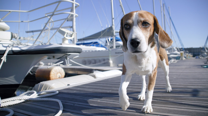 dog, boat, berth, yacht, animals