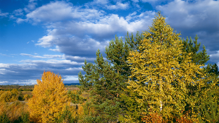 sky, autumn, trees, landscape, clouds, nature