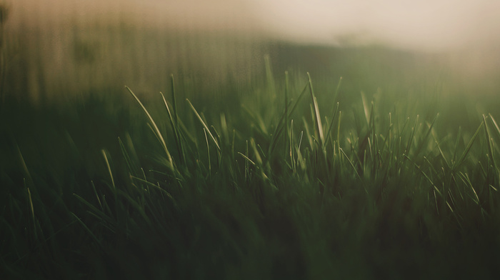 macro, grass, light