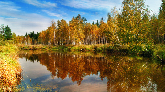 autumn, forest, water, nature