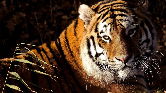 tiger, animals, sight, lies, muzzle