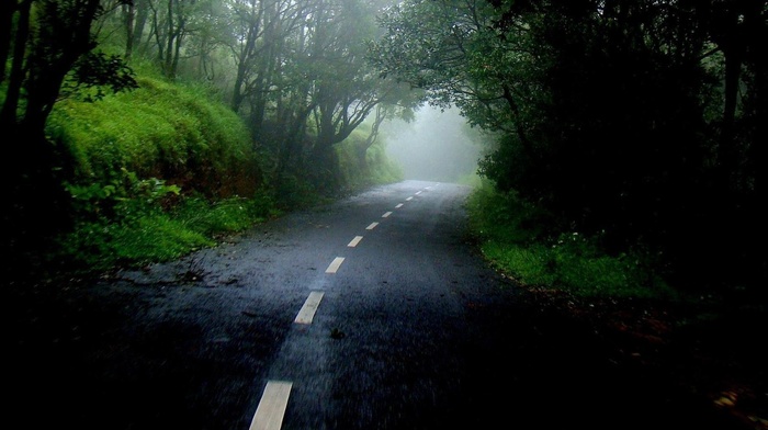 mist, forest, nature, cloudy, road