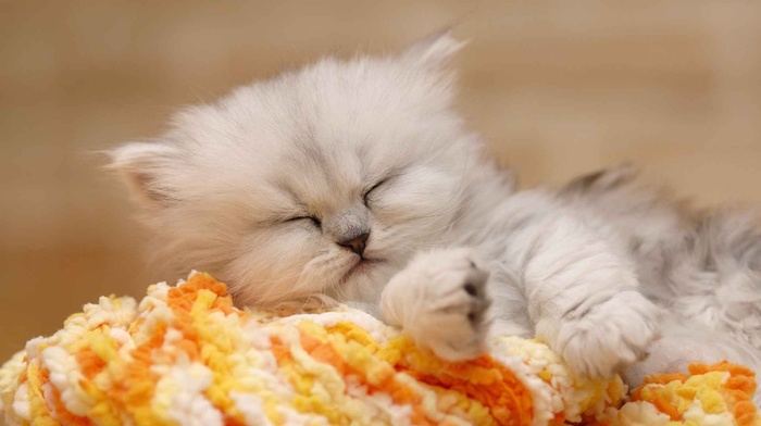 animals, sleeping, kitten