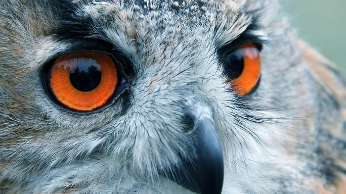 bird, owl, eyes, reflection, animals, sight