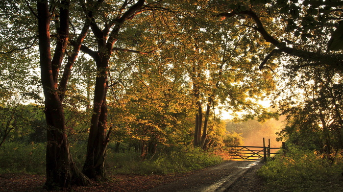 fence, forest, landscape, autumn, road
