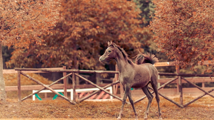 background, autumn, animals