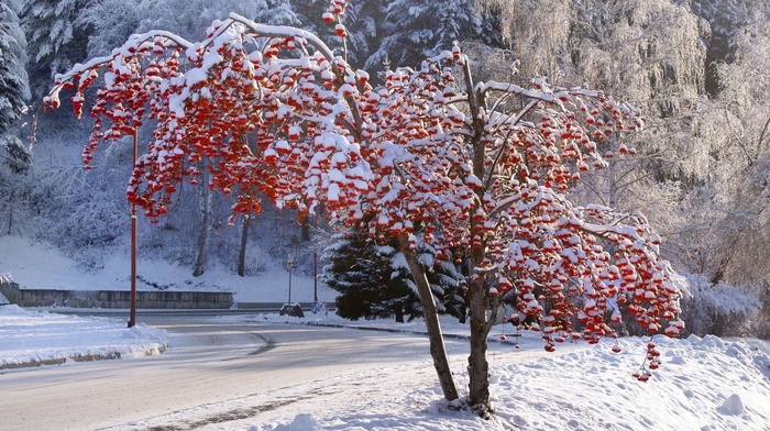 tree, winter