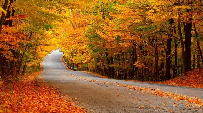 forest, autumn, road