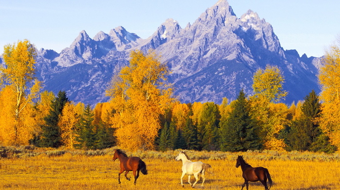 mountain, autumn