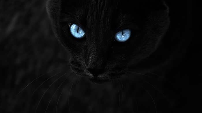 sight, animals, black, cat