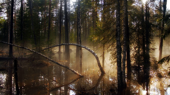 trees, forest, nature, light